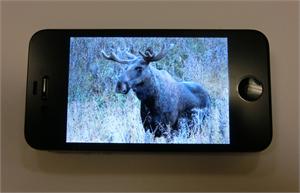 [iPhone med en sint elg i displayet.]