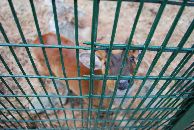 Og et nysjerrig r&aring;dyr...