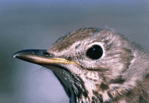 [Bilde: n&aelig;rbilde av en m&aring;ltrost]