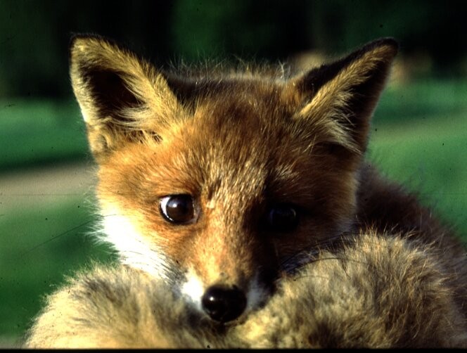 [Bilde: N&aelig;rbilde av en rev]